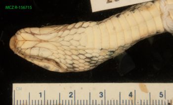 Media type: image;   Herpetology R-156715 Description: Specimen photo;  Aspect: head ventral